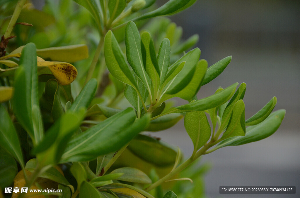 翠绿多肉植物特写
