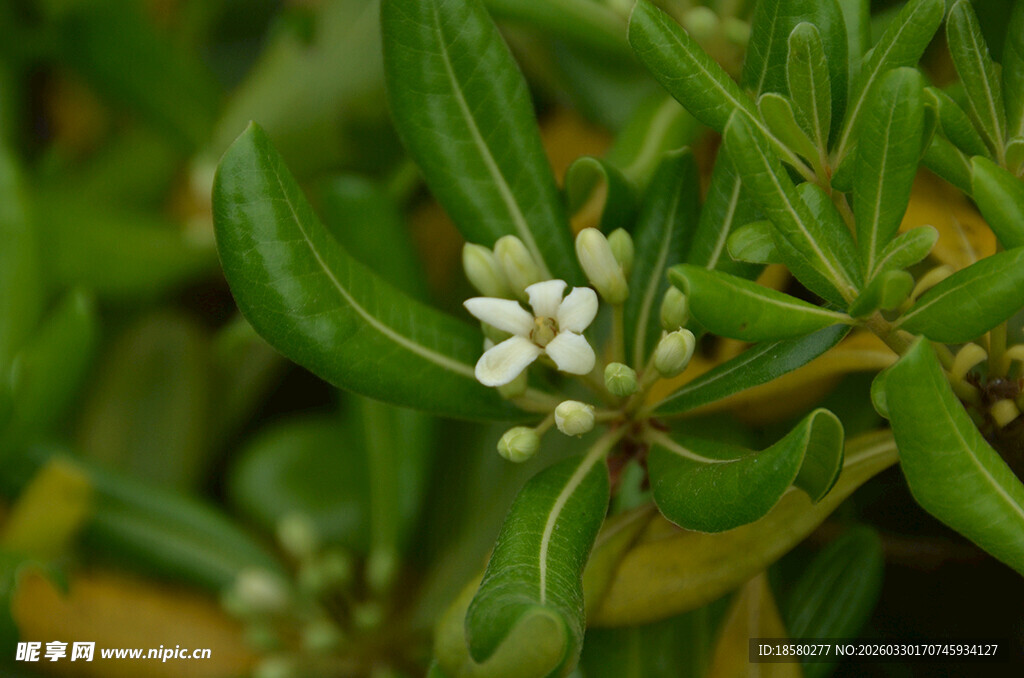 海桐球绿叶间的素雅小白花