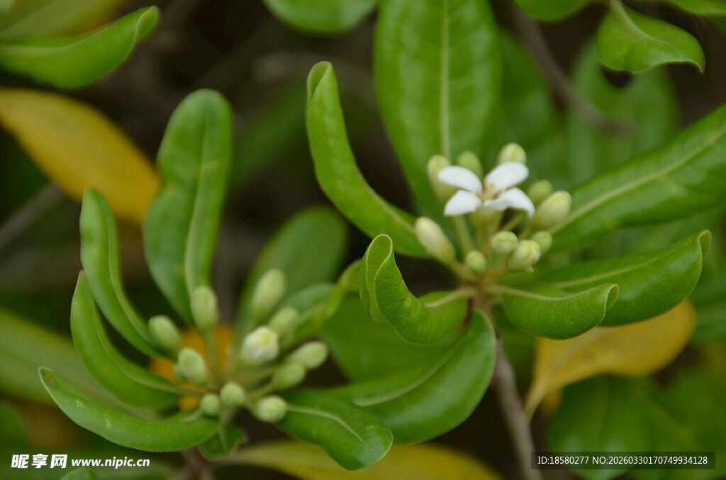 海桐球绿叶间的白色小花