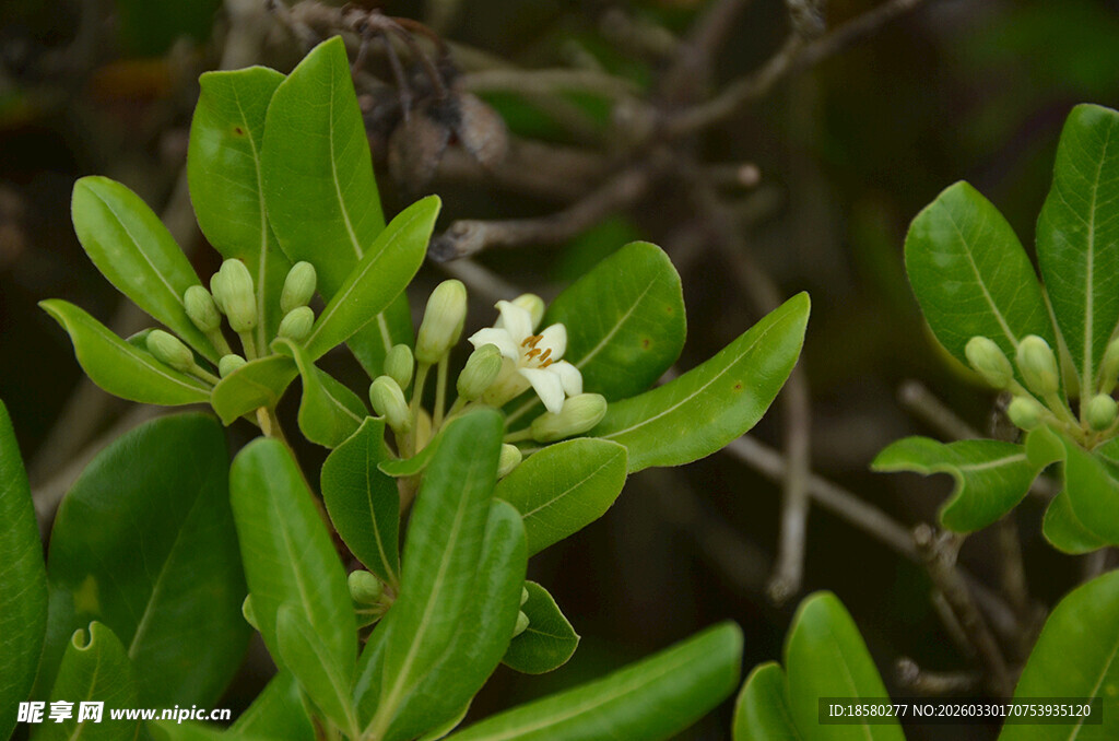 海桐球四季常青绿叶间的白色小花