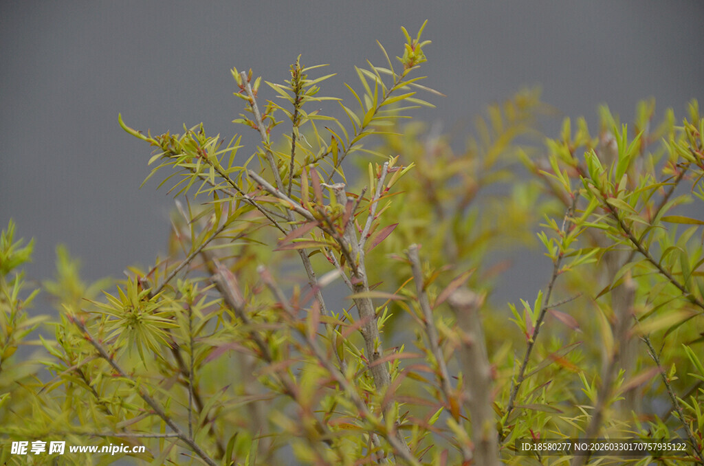 嫩绿枝叶特写