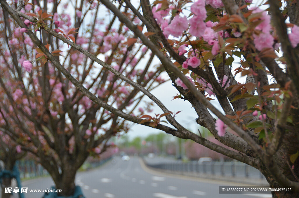 道路旁绽放的粉色繁花
