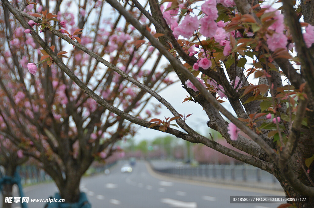 路边绽放的粉嫩繁花