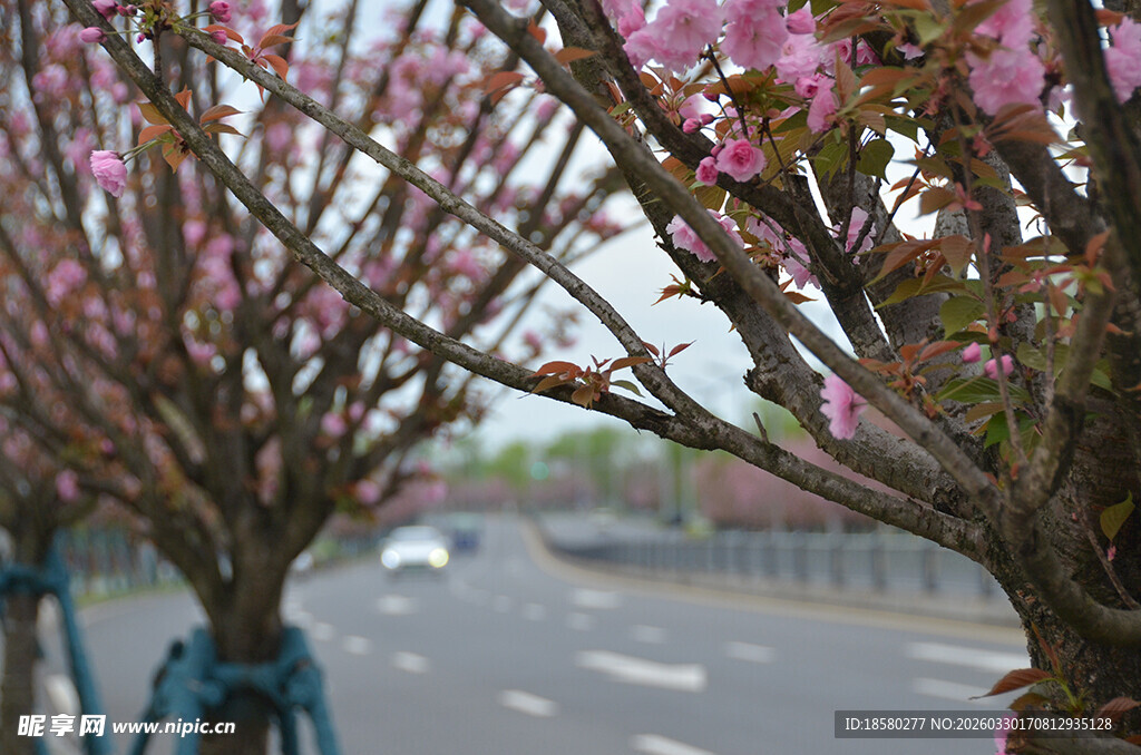 路边繁花盛开的树木