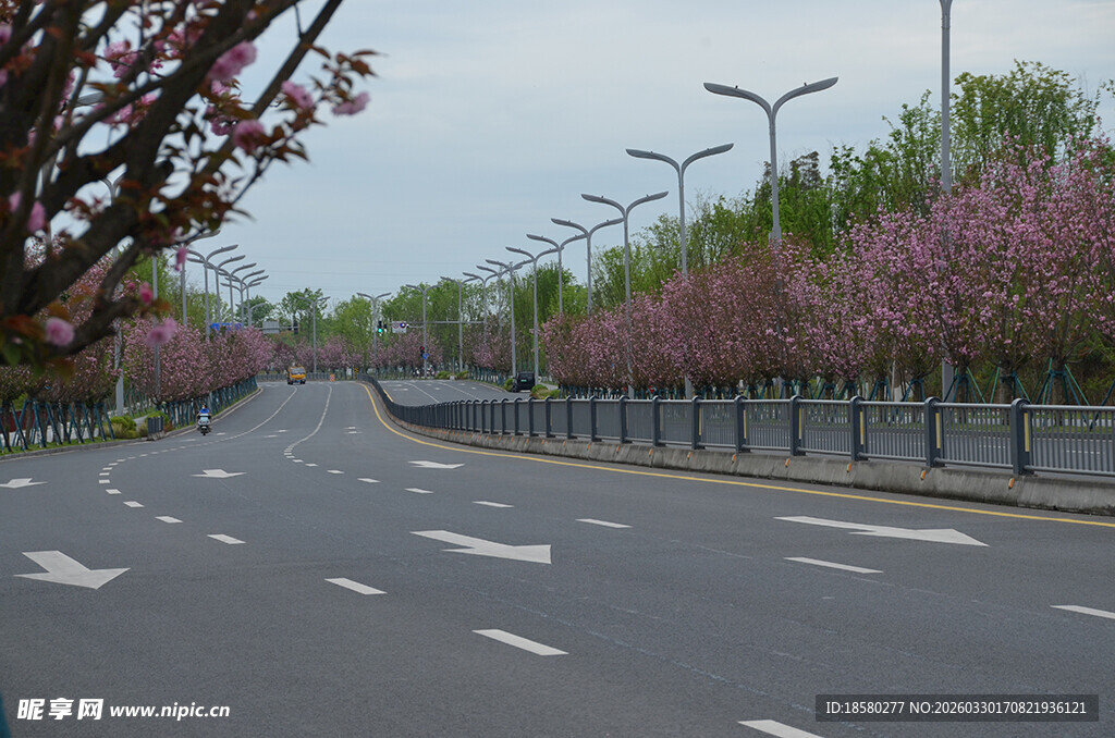 春日繁花伴行的宽阔道路