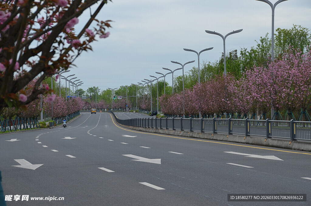 春日繁花盛开的宽阔道路