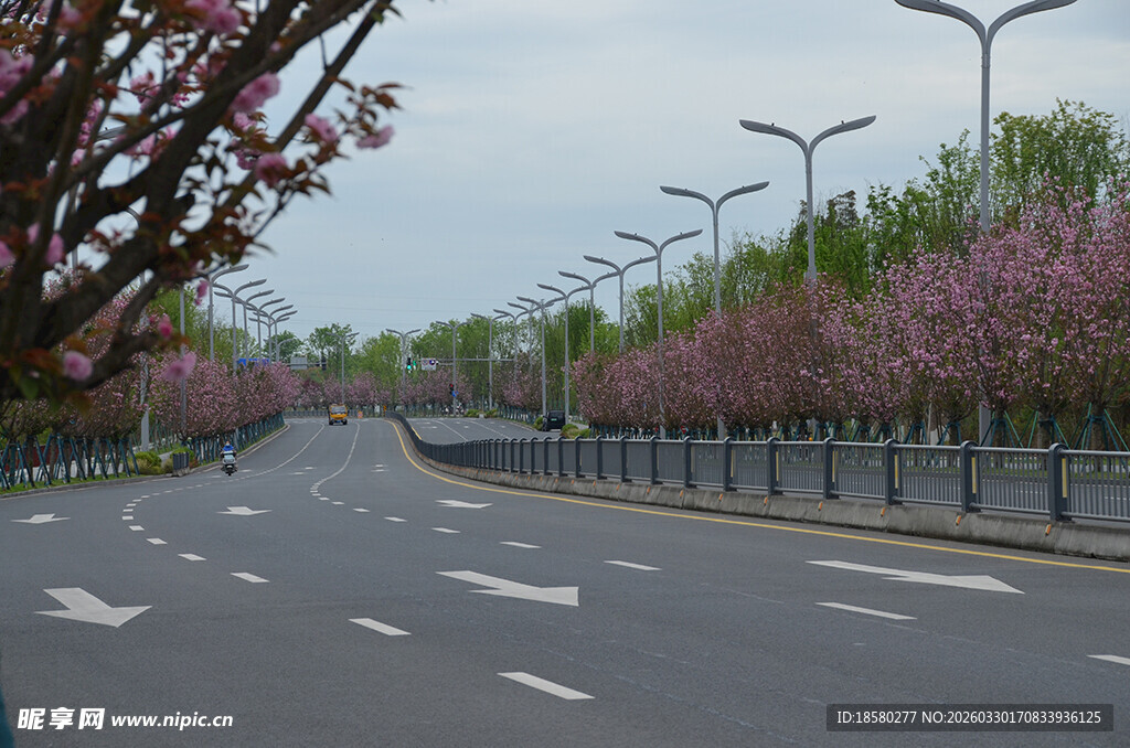 春日繁花盛开的宽阔道路