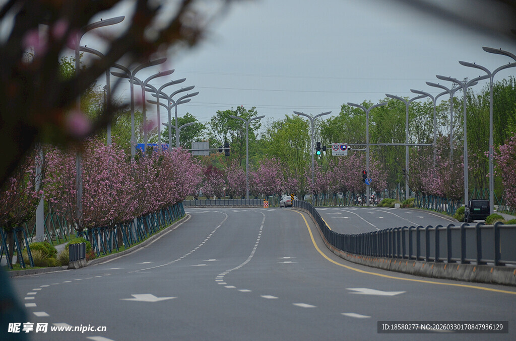 春日繁花盛开的宽阔道路