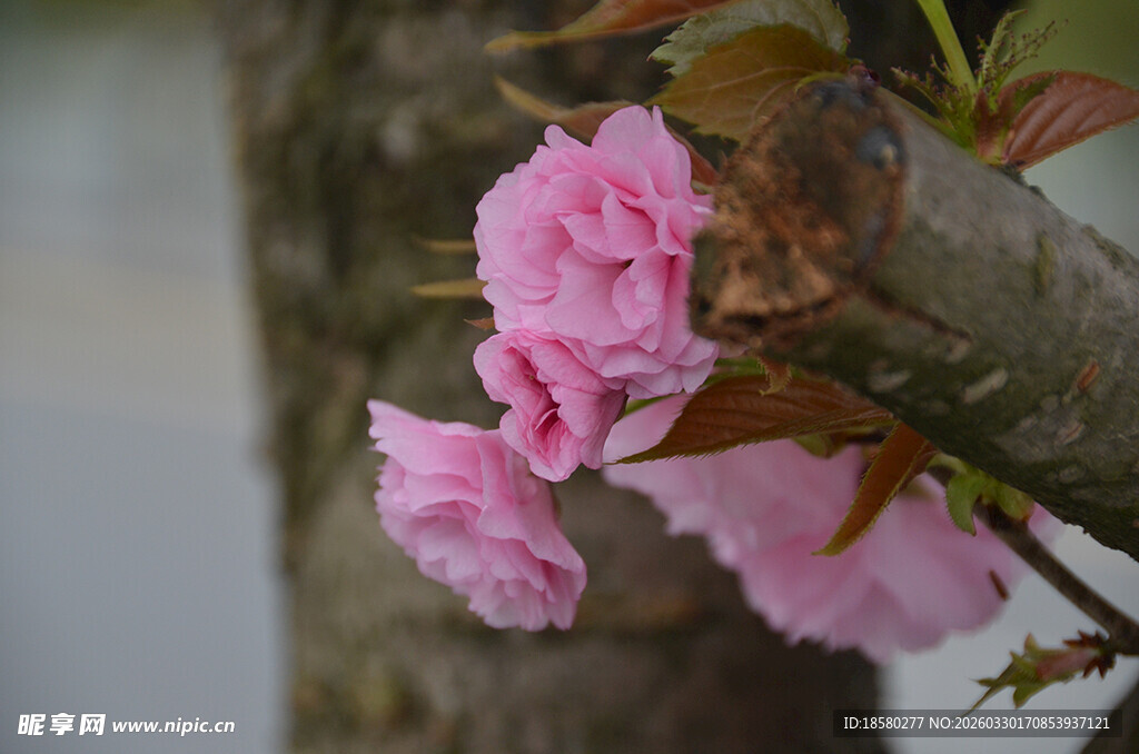 枝头绽放的粉嫩樱花
