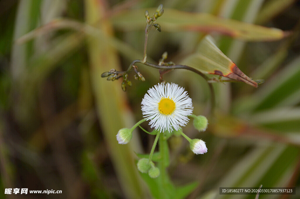 蜘蛛守护小白花