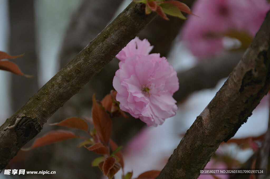 枝头绽放的粉嫩樱花