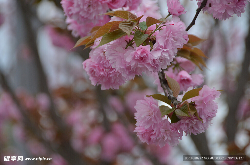 枝头绽放的粉嫩樱花