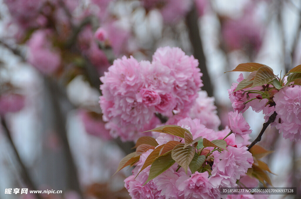 粉色烂漫樱花绽放枝头