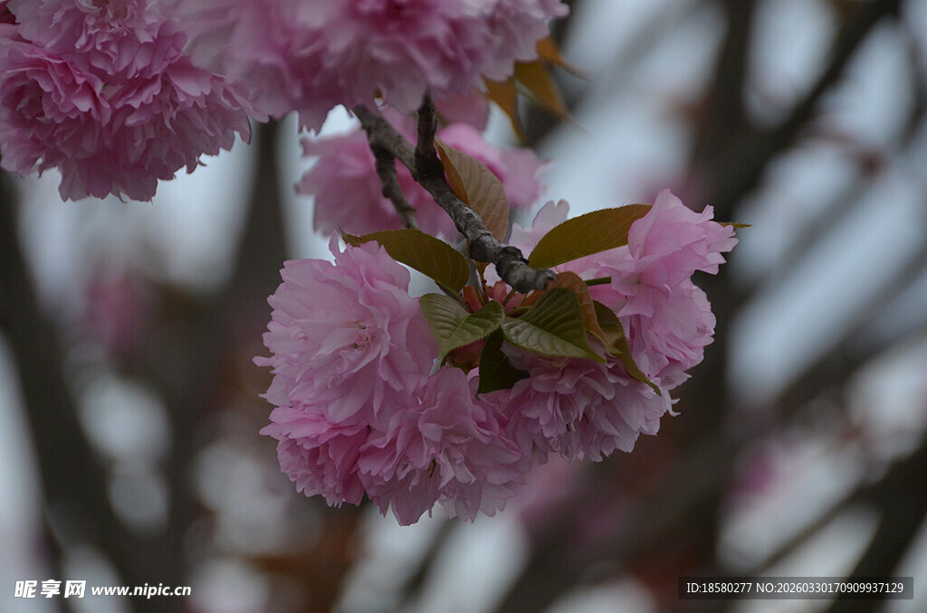 粉嫩樱花绽放枝头