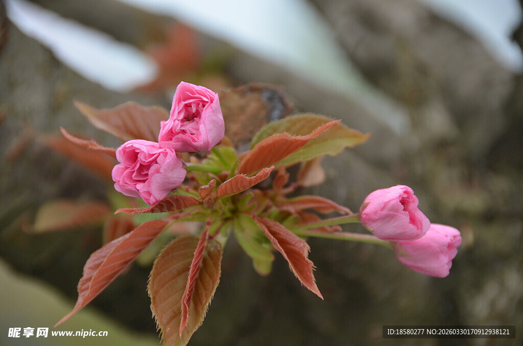 娇艳粉色花朵与新叶
