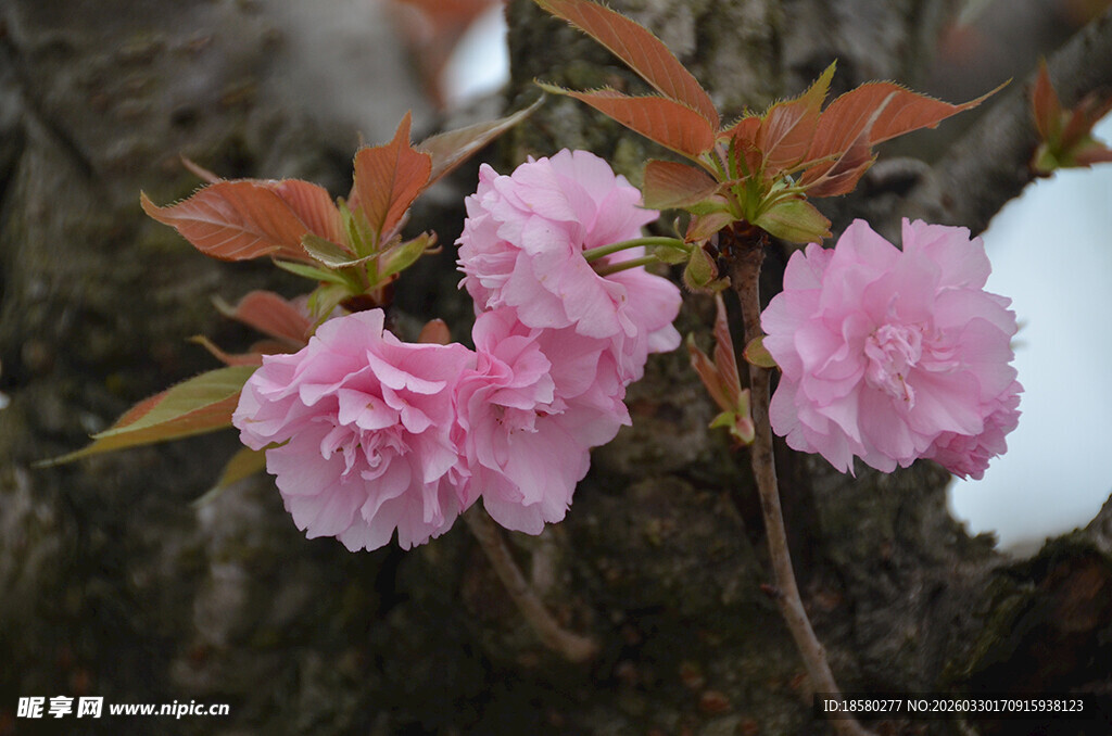 娇艳粉色花朵绽放枝头