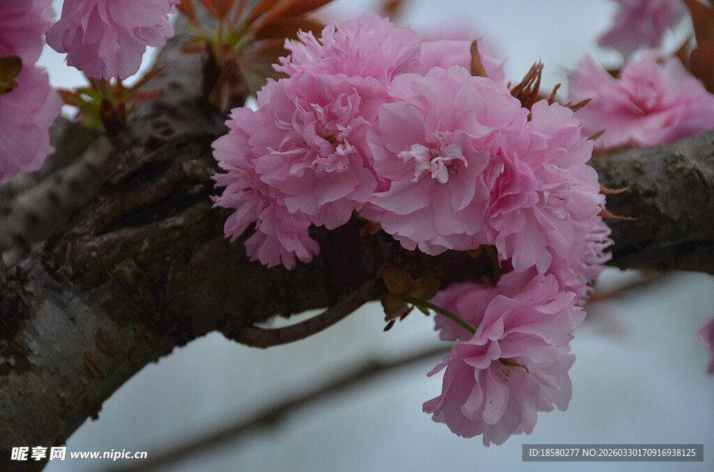 娇艳绽放的粉色樱花