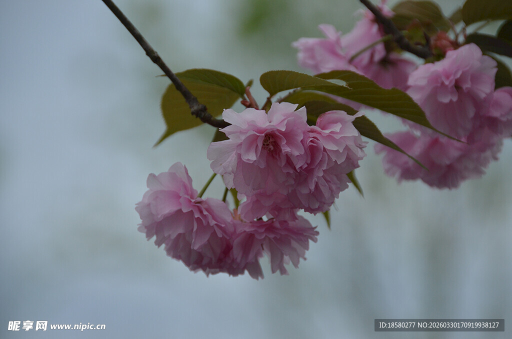 枝头绽放的粉嫩樱花
