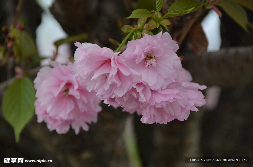 粉嫩樱花绽放枝头