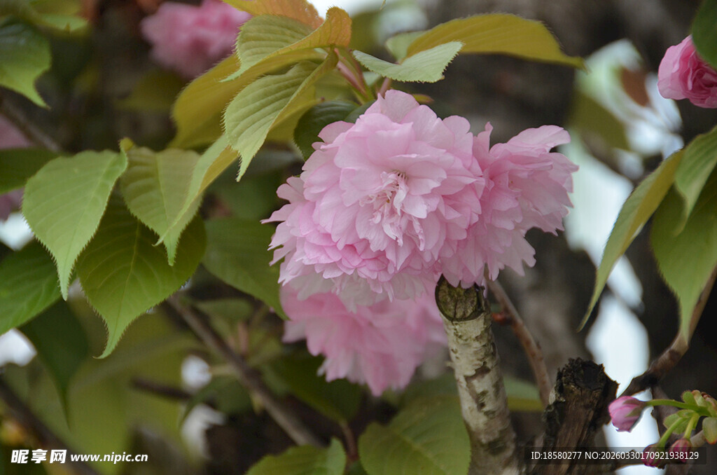 娇艳粉色樱花绽放枝头