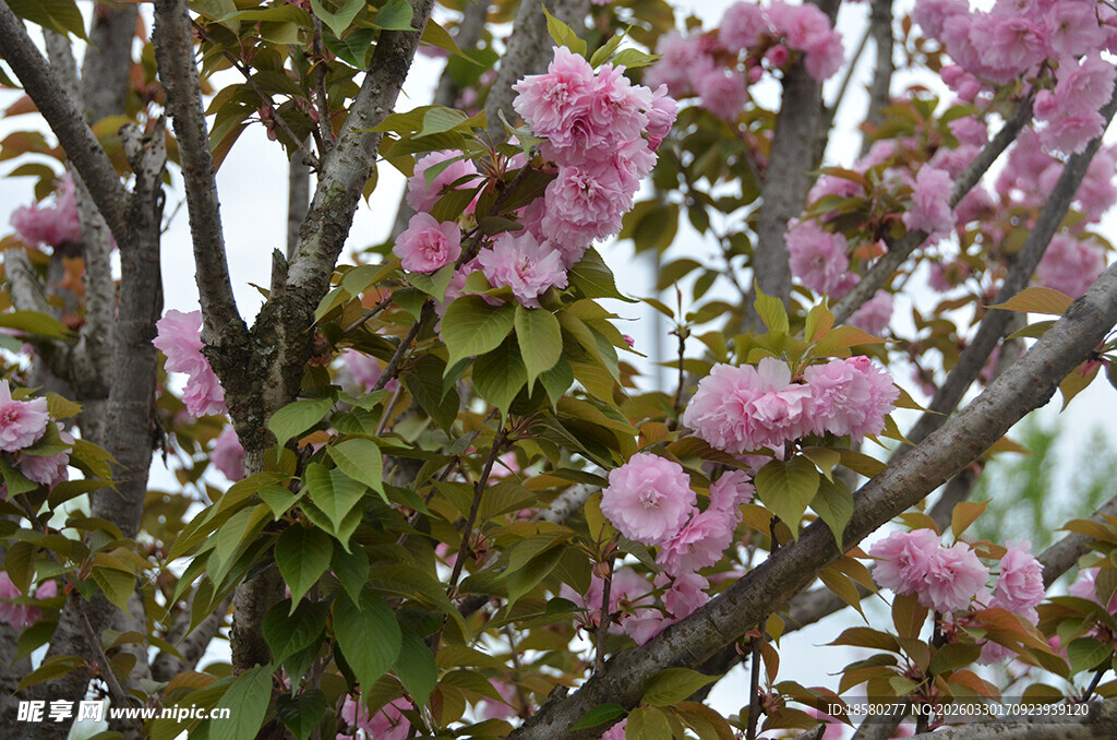 盛开的粉色樱花繁花