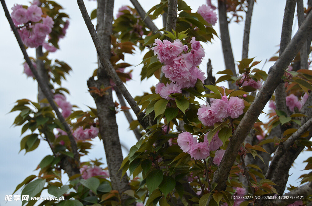 枝头绽放的粉嫩樱花