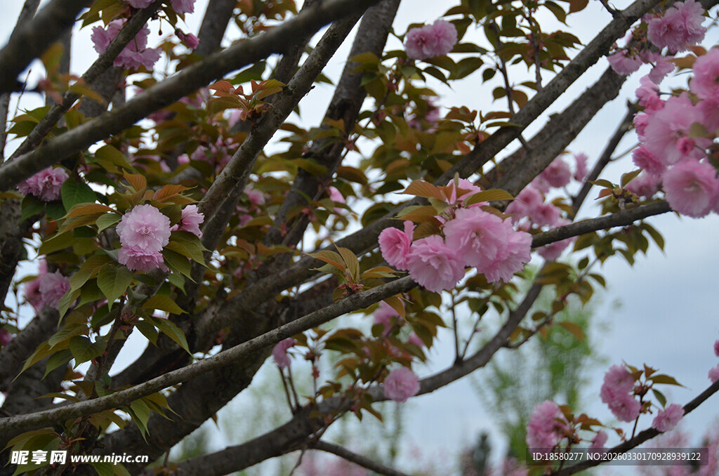 枝头绽放的粉嫩樱花