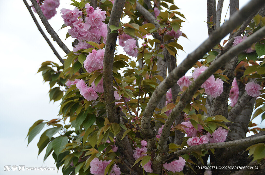 盛开的粉色樱花树枝