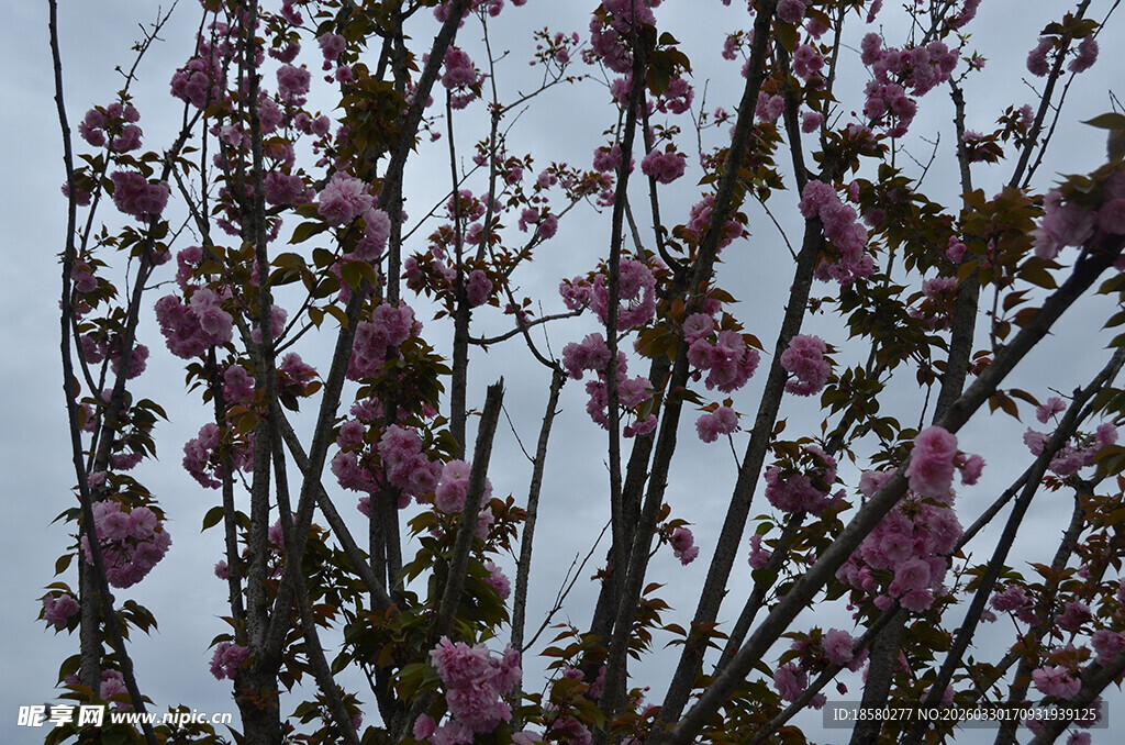枝头绽放的粉紫色樱花花朵