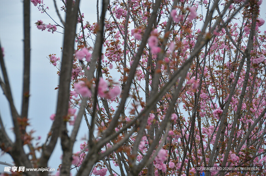 枝头绽放的粉嫩樱花