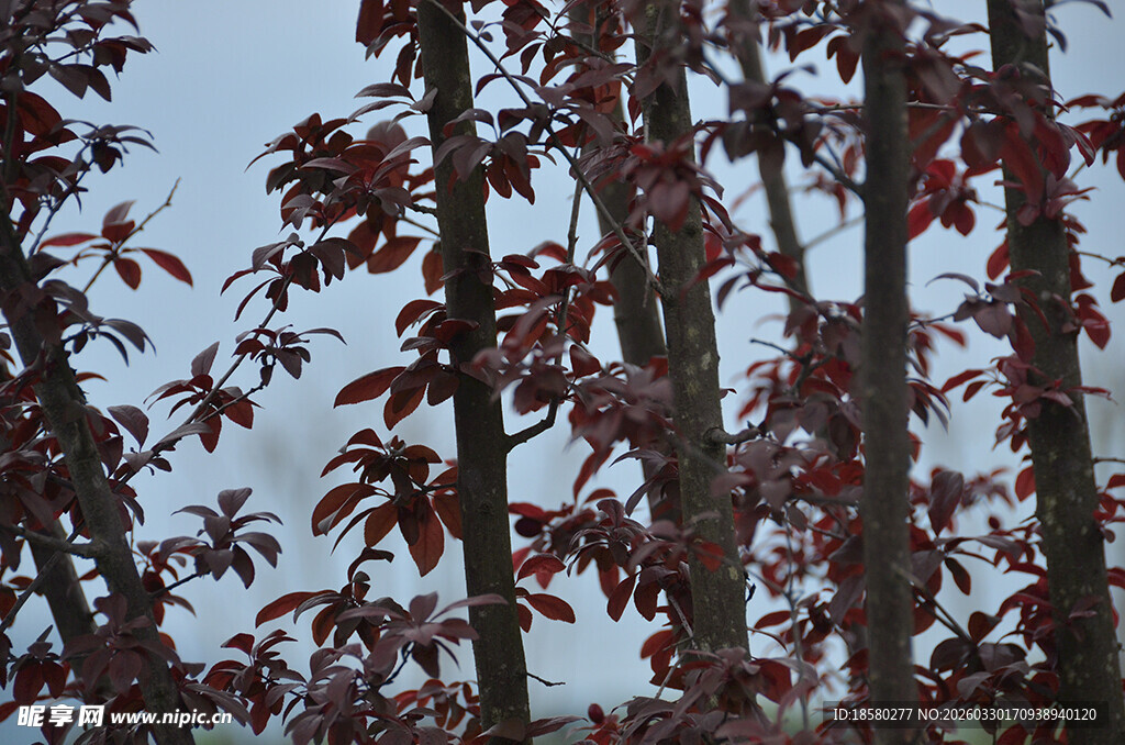 紫李红叶满树的繁茂景象