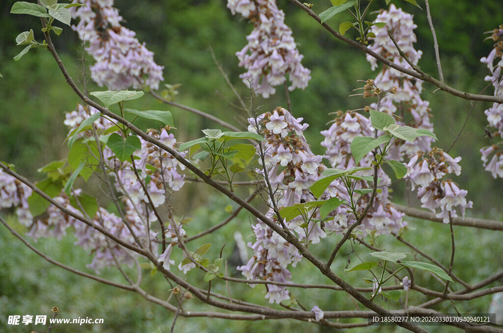 枝头绽放的桐油花桐油树 