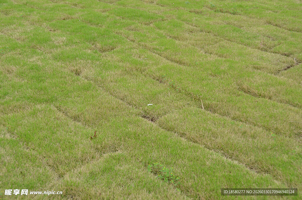 整齐草坪纹理特写