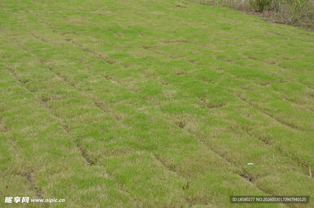 翠绿整齐的大片草地