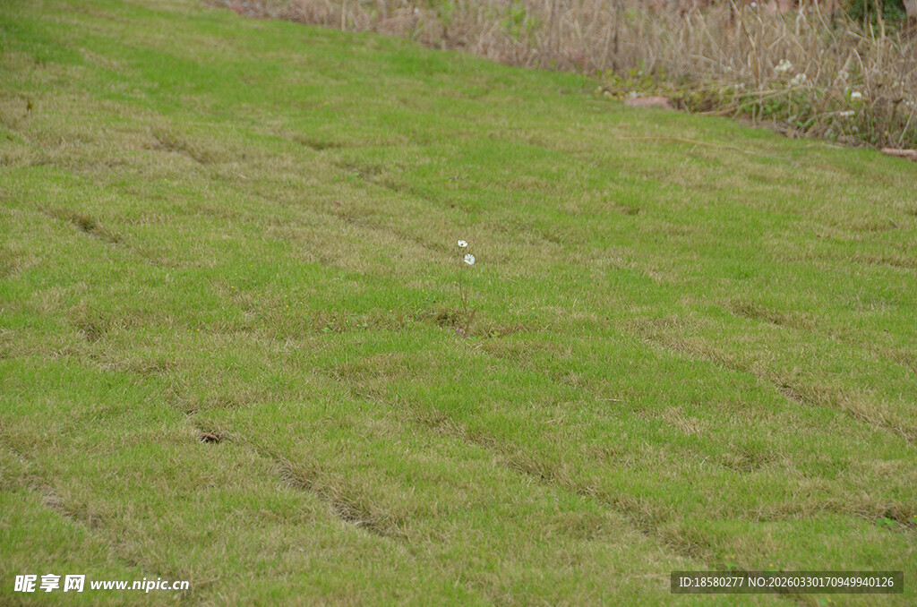 草坪草地