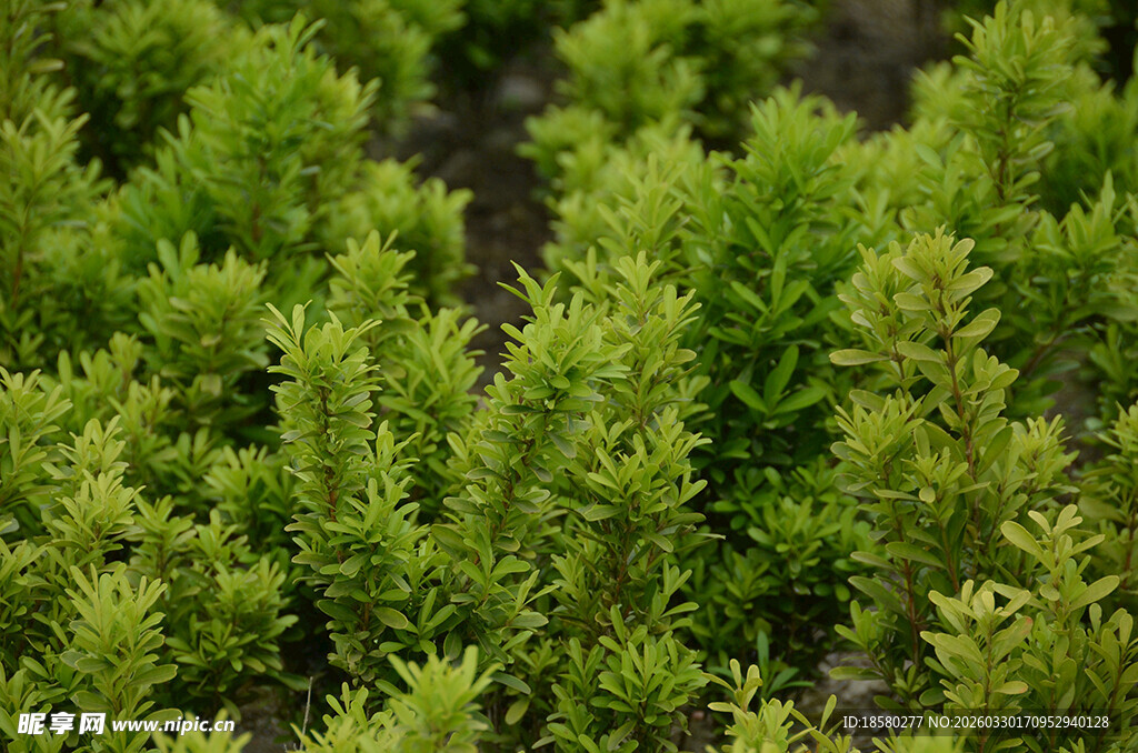 小柏树翠绿丛生的小型绿植