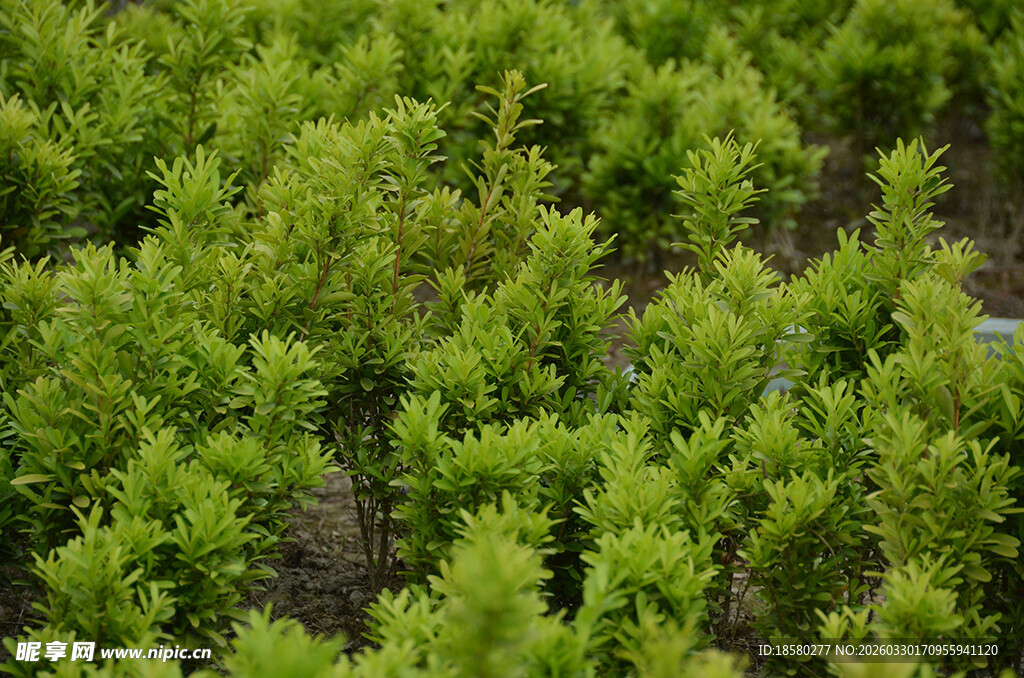 小柏树翠绿植物景观
