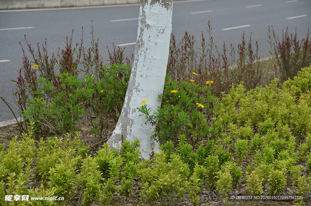 路边绿植中的白色树桩