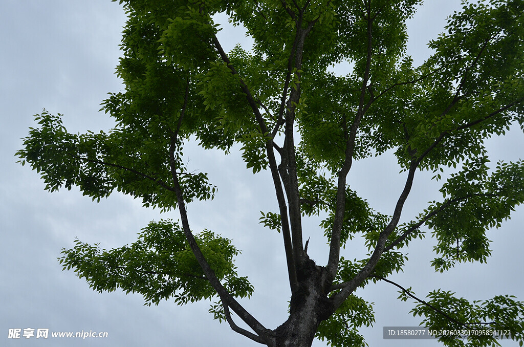 向上生长的繁茂绿树