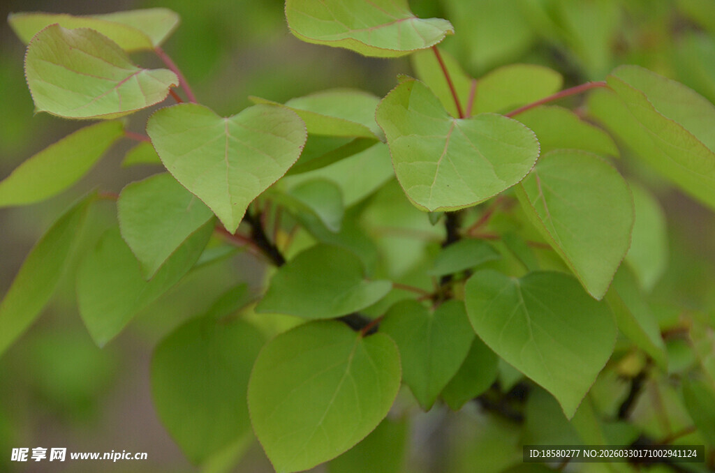 嫩绿枝叶生机盎然