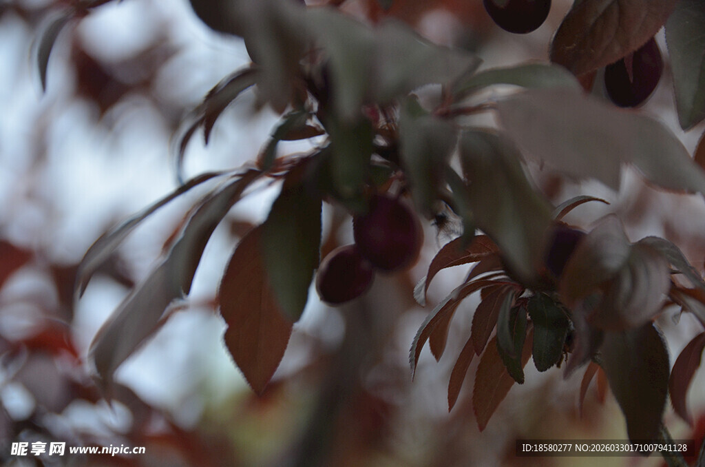 紫李树枝头红果与叶相映成趣