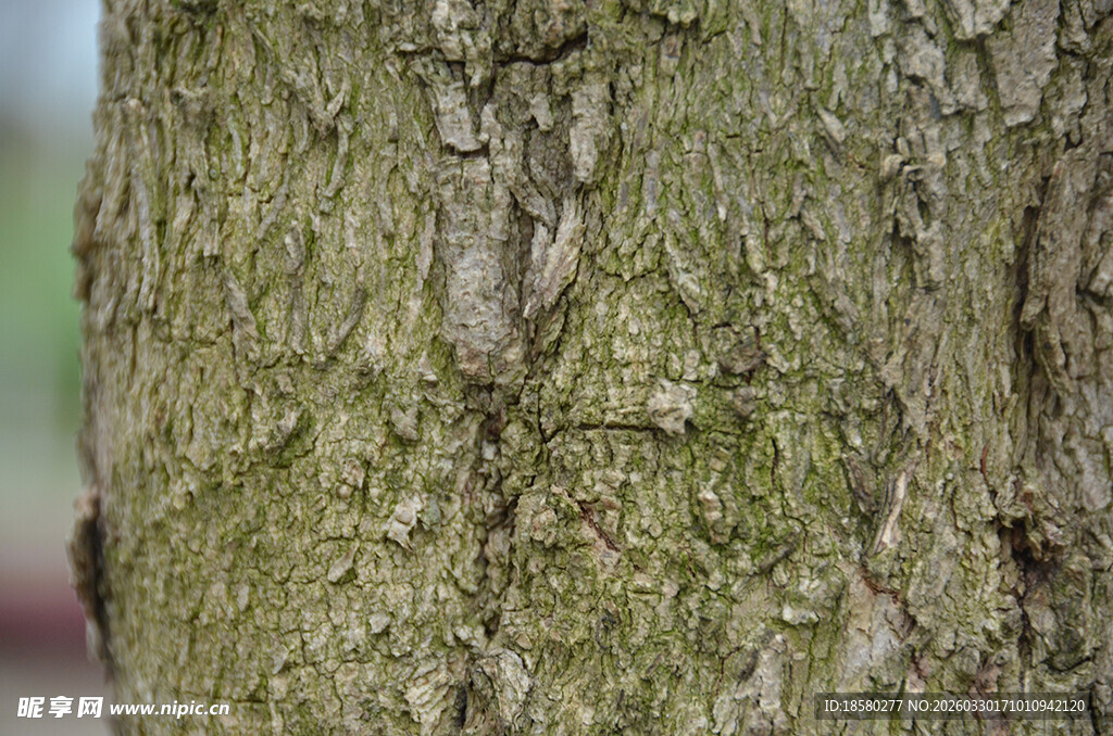 树皮纹理特写