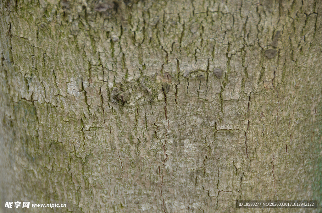 树皮纹理特写