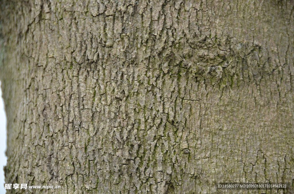 粗糙树皮纹理特写