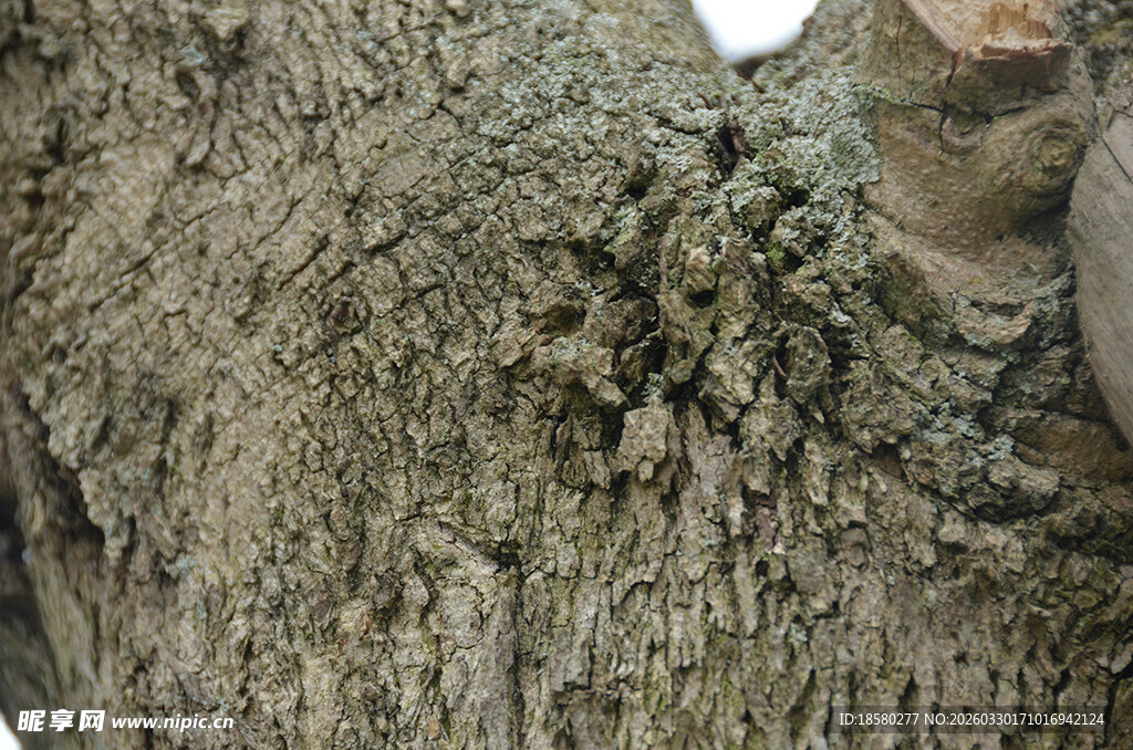 表面的自然树木纹理