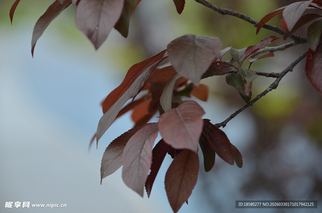 深红树叶挂枝头