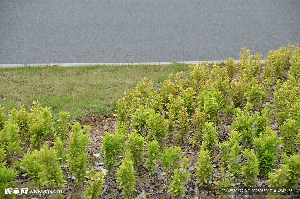 整齐排列的嫩绿苗木