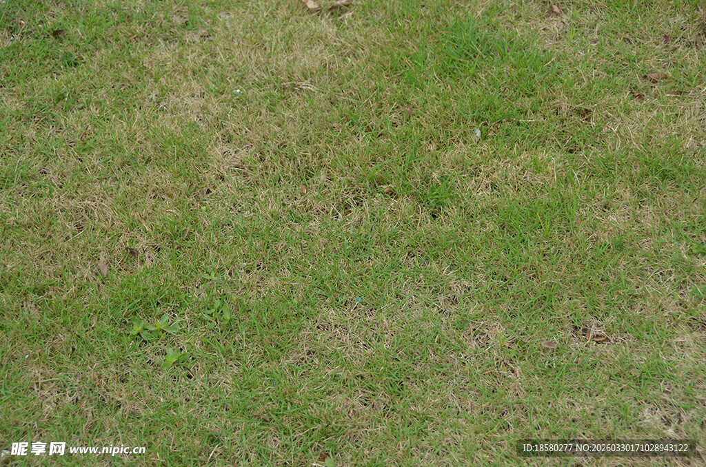 翠绿草地纹理特写