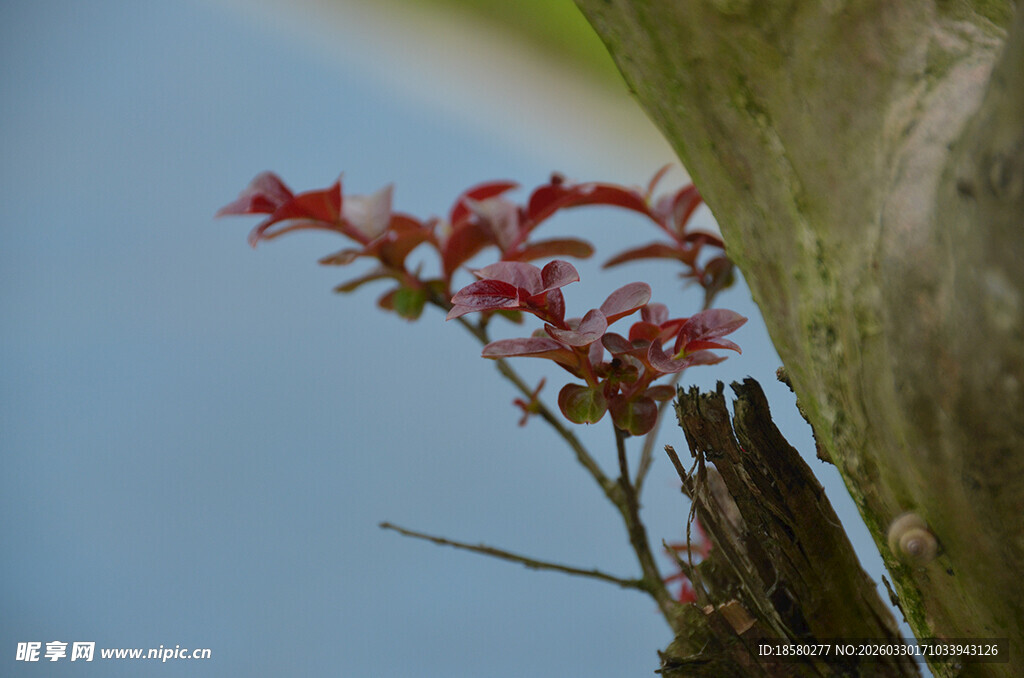 枝头红嫩新叶映蓝天