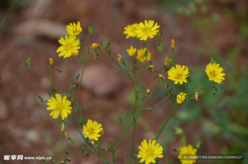 野外绽放的黄色小花